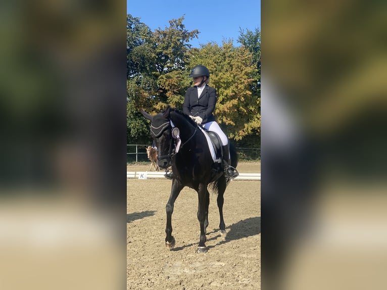 Hanoverian Mare 8 years 15,2 hh Black in Hamm-Rhynern