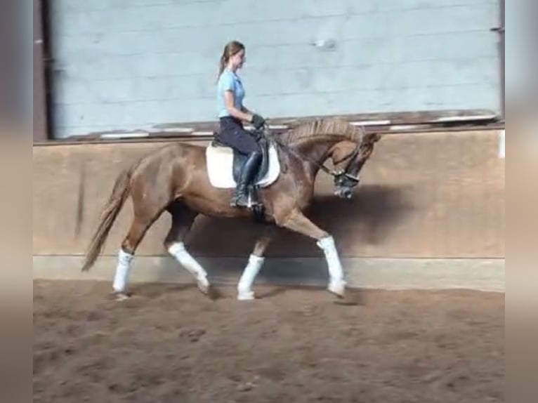 Hanoverian Mare 8 years 15,2 hh Chestnut-Red in WItten