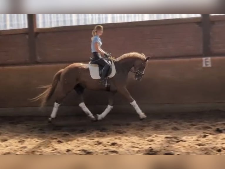 Hanoverian Mare 8 years 15,2 hh Chestnut-Red in WItten