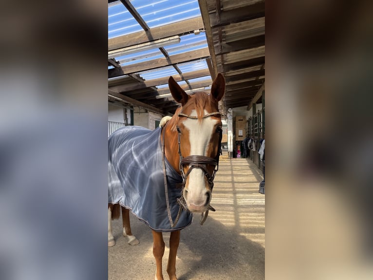 Hanoverian Mare 8 years 15,2 hh Chestnut-Red in Hamburg