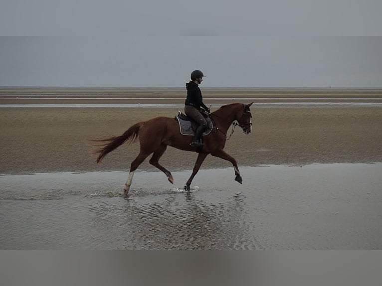 Hanoverian Mare 8 years 15,2 hh Chestnut-Red in Hamburg