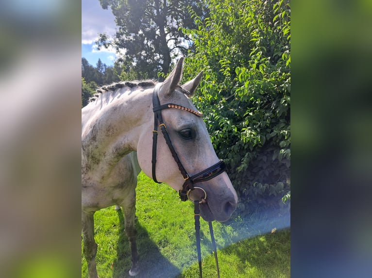 Hanoverian Mare 8 years 15,2 hh Gray-Dapple in Unterlüß