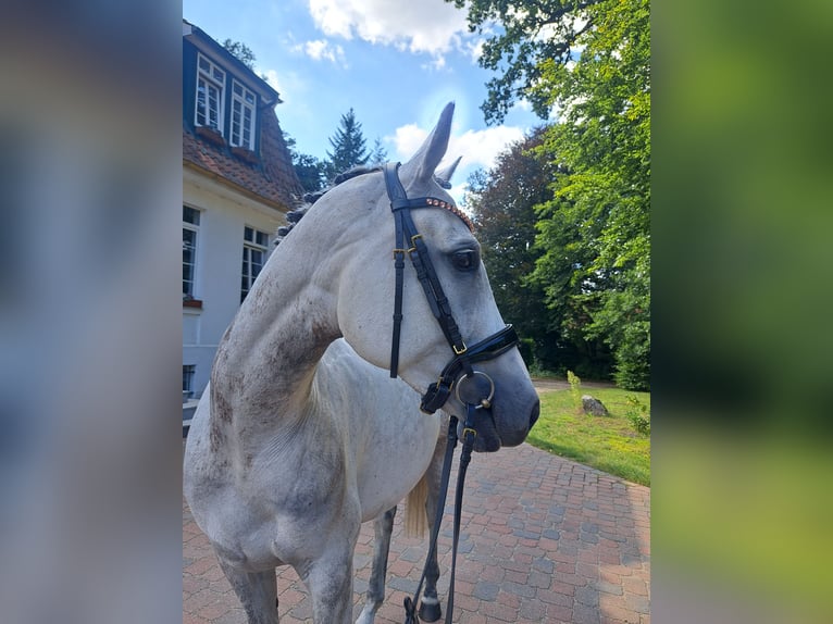 Hanoverian Mare 8 years 15,2 hh Gray-Dapple in Unterlüß