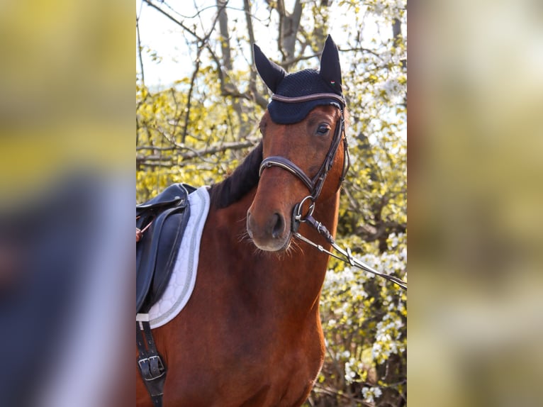 Hanoverian Mare 8 years 15.3 hh Chestnut in Götzendorf an der Leitha