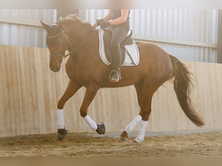 Hanoverian Mare 8 years 15.3 hh Chestnut in Götzendorf an der Leitha