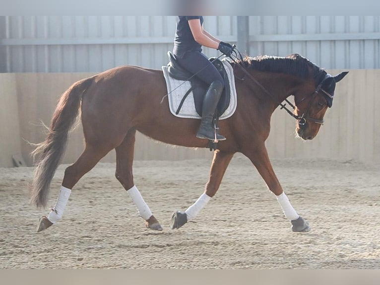 Hanoverian Mare 8 years 15.3 hh Chestnut in Götzendorf an der Leitha