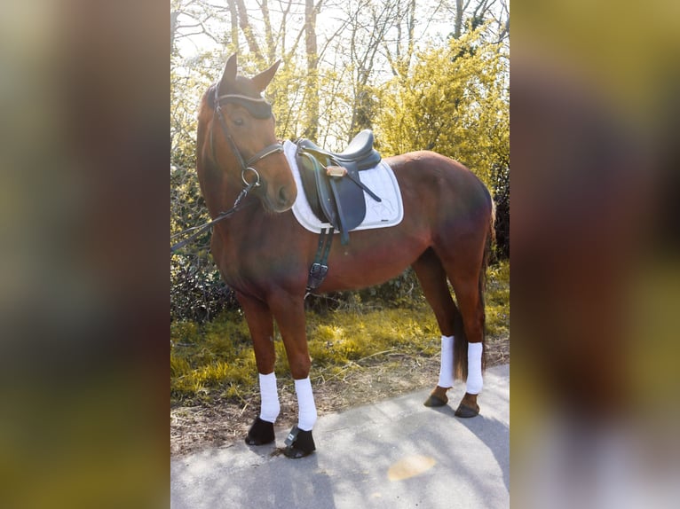 Hanoverian Mare 8 years 15.3 hh Chestnut in Götzendorf an der Leitha