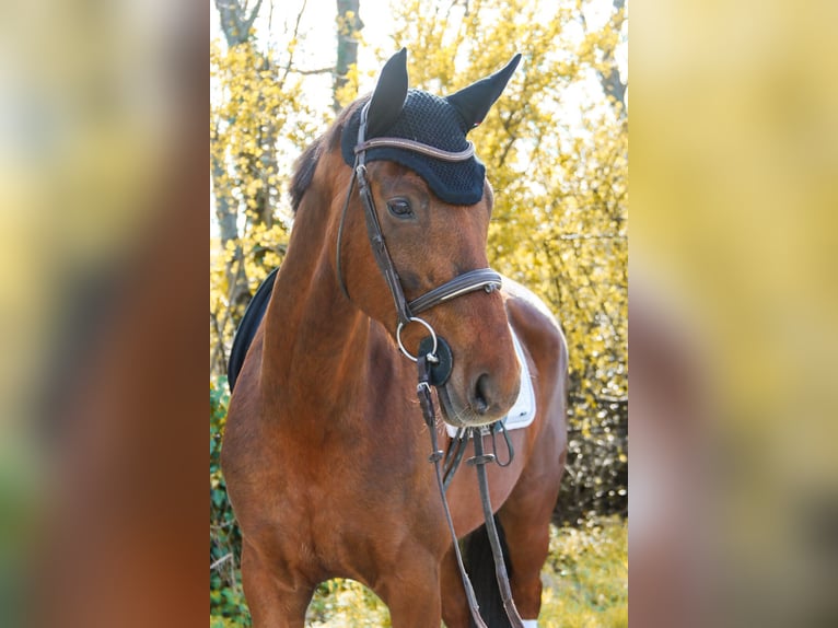 Hanoverian Mare 8 years 15.3 hh Chestnut in Götzendorf an der Leitha