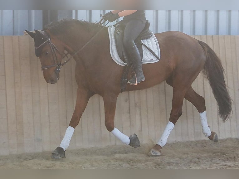Hanoverian Mare 8 years 15.3 hh Chestnut in Götzendorf an der Leitha