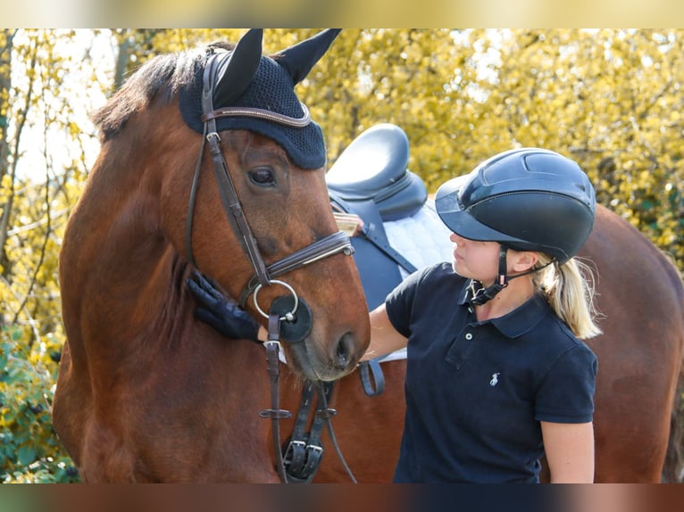 Hanoverian Mare 8 years 15.3 hh Chestnut in Götzendorf an der Leitha