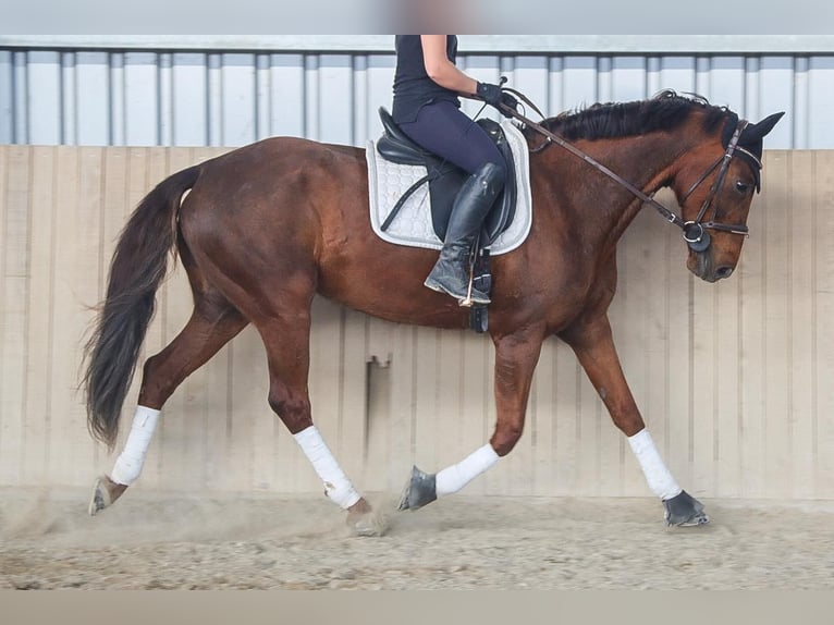 Hanoverian Mare 8 years 15.3 hh Chestnut in Götzendorf an der Leitha