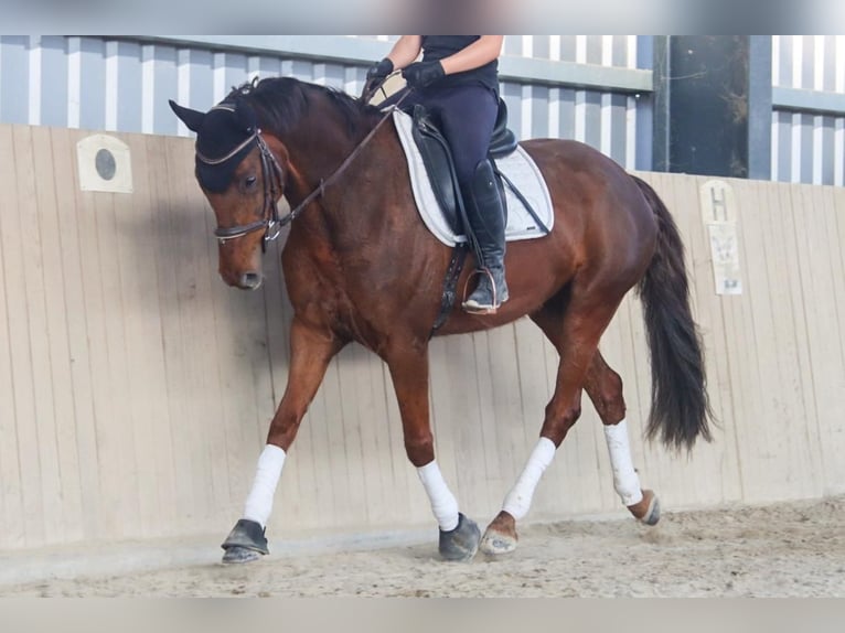 Hanoverian Mare 8 years 15.3 hh Chestnut in Götzendorf an der Leitha