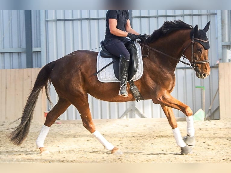Hanoverian Mare 8 years 15.3 hh Chestnut in Götzendorf an der Leitha