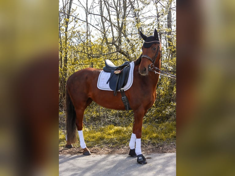 Hanoverian Mare 8 years 15.3 hh Chestnut in Götzendorf an der Leitha