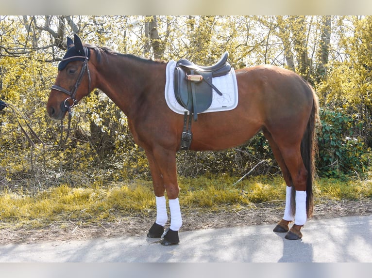 Hanoverian Mare 8 years 15.3 hh Chestnut in Götzendorf an der Leitha