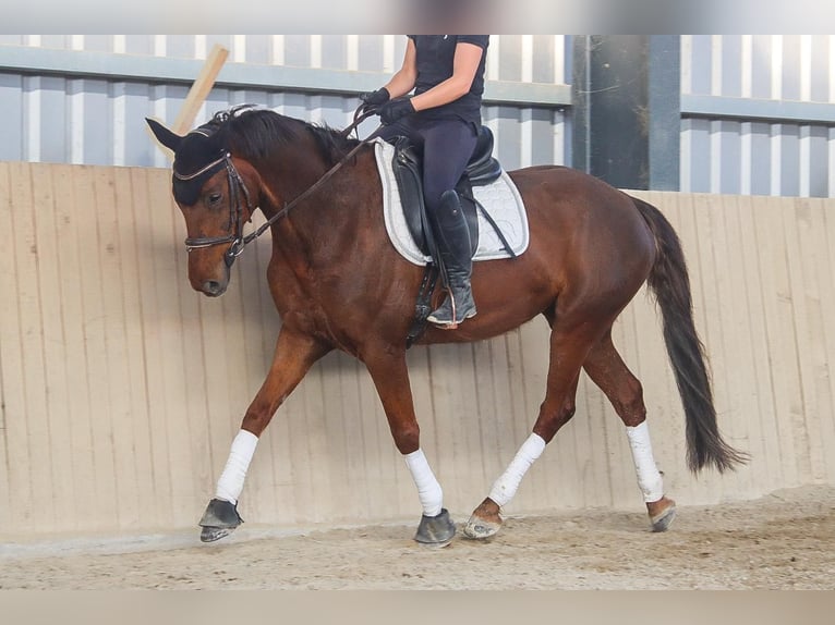 Hanoverian Mare 8 years 15.3 hh Chestnut in Götzendorf an der Leitha