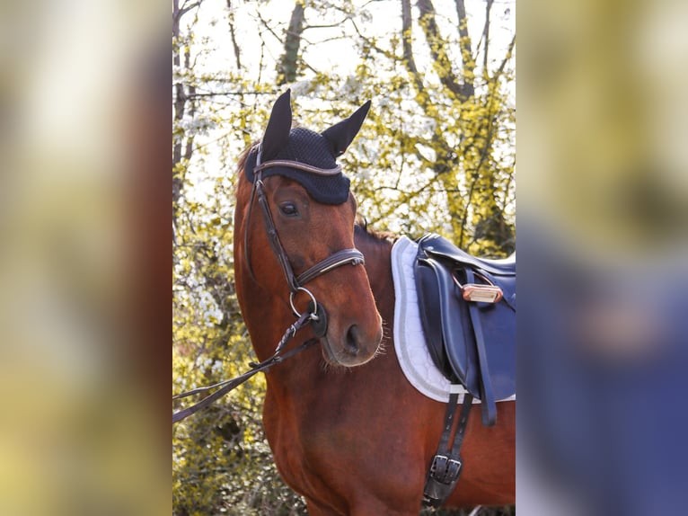 Hanoverian Mare 8 years 15.3 hh Chestnut in Götzendorf an der Leitha