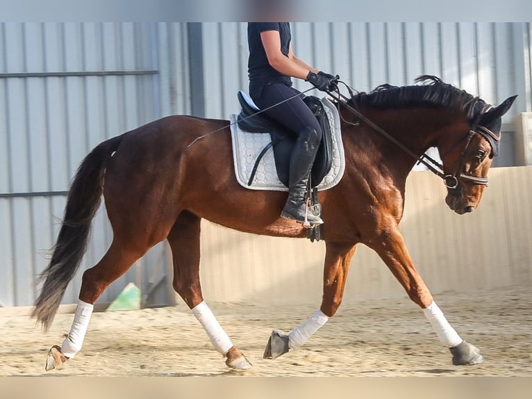 Hanoverian Mare 8 years 15.3 hh Chestnut in Götzendorf an der Leitha