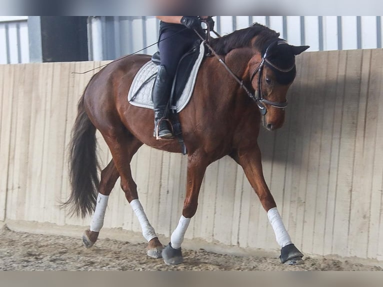 Hanoverian Mare 8 years 15.3 hh Chestnut in Götzendorf an der Leitha