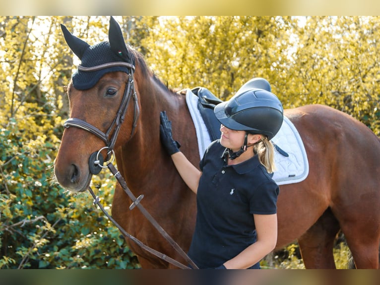 Hanoverian Mare 8 years 15.3 hh Chestnut in Götzendorf an der Leitha