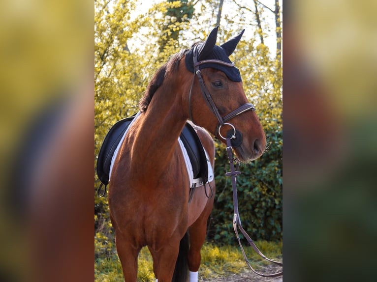 Hanoverian Mare 8 years 15.3 hh Chestnut in Götzendorf an der Leitha