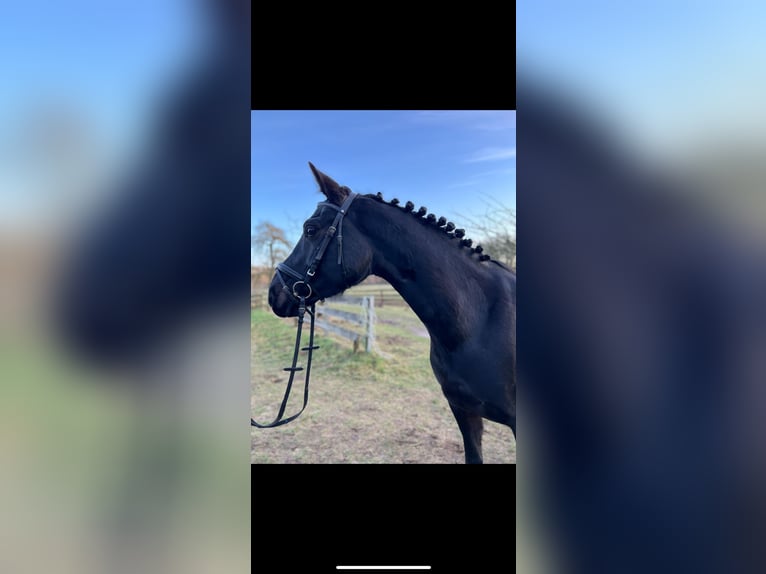 Hanoverian Mare 8 years 15,1 hh Black in Dahlenburg