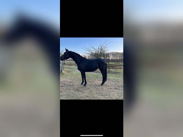 Hanoverian Mare 8 years 15,1 hh Black in Dahlenburg