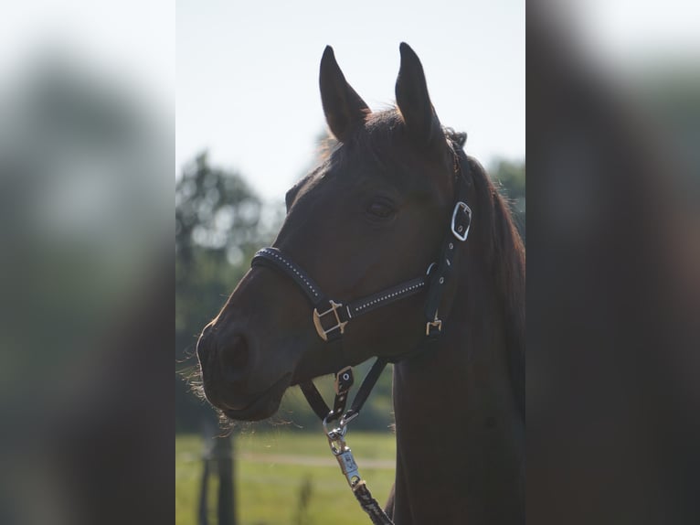 Hanoverian Mare 8 years 15,2 hh Bay-Dark in Radbruch