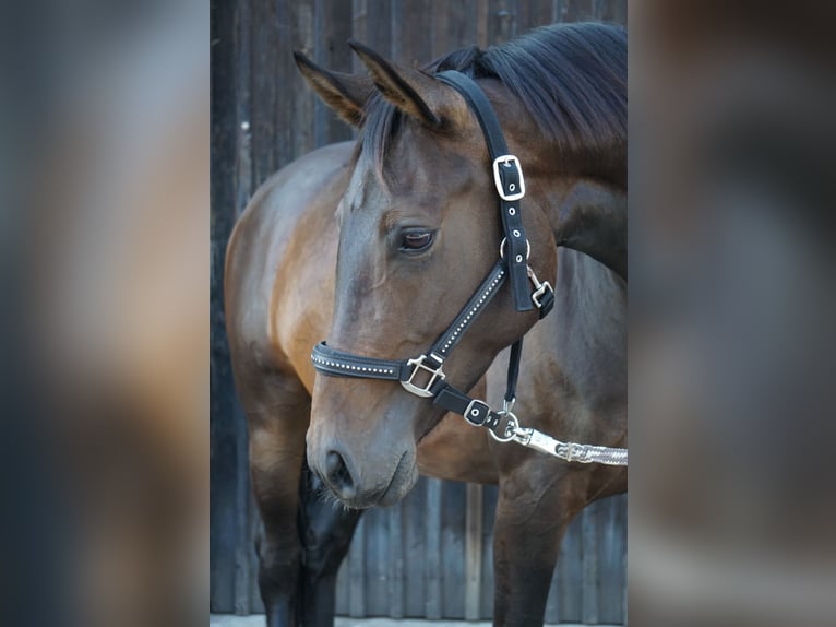 Hanoverian Mare 8 years 15,2 hh Bay-Dark in Radbruch