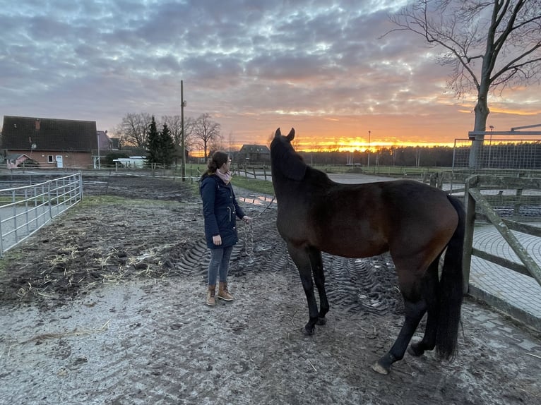 Hanoverian Mare 8 years 15,2 hh Bay-Dark in Radbruch
