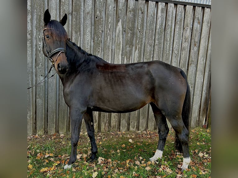 Hanoverian Mare 8 years 15,2 hh Smoky-Black in Salzhausen