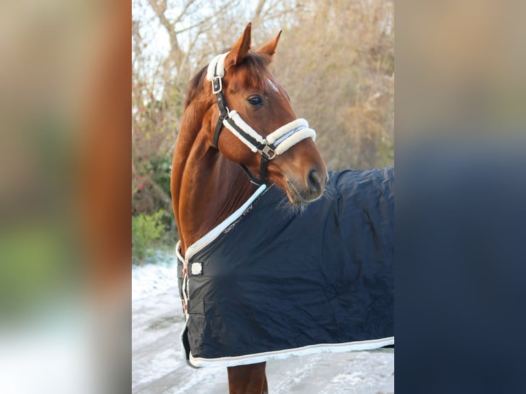 Hanoverian Mare 8 years 15,3 hh Chestnut in Götzendorf an der Leitha