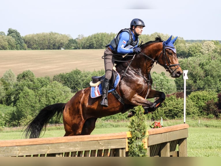 Hanoverian Mare 8 years 16.1 hh Bay in Acworth