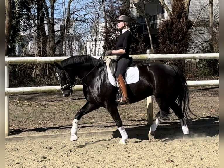 Hanoverian Mare 8 years 16,1 hh Black in Hamm