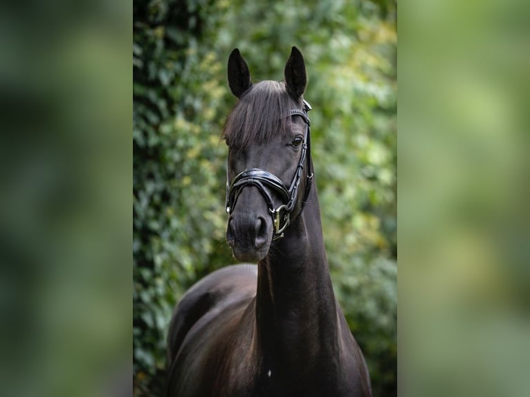 Hanoverian Mare 8 years 16,1 hh Black in Werther