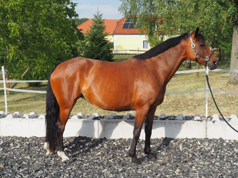 Hanoverian Mare 8 years 16.1 hh Brown in Graben