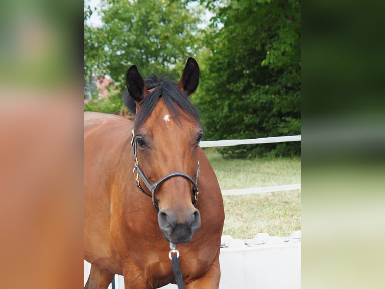 Hanoverian Mare 8 years 16.1 hh Brown in Graben