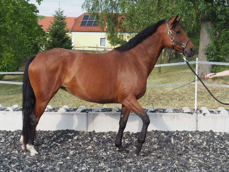 Hanoverian Mare 8 years 16.1 hh Brown in Graben