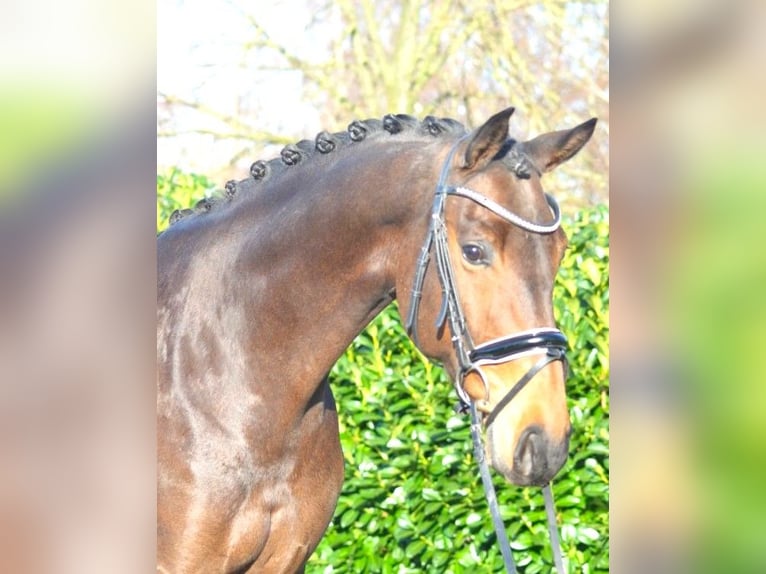 Hanoverian Mare 8 years 16,1 hh Brown in Selsingen