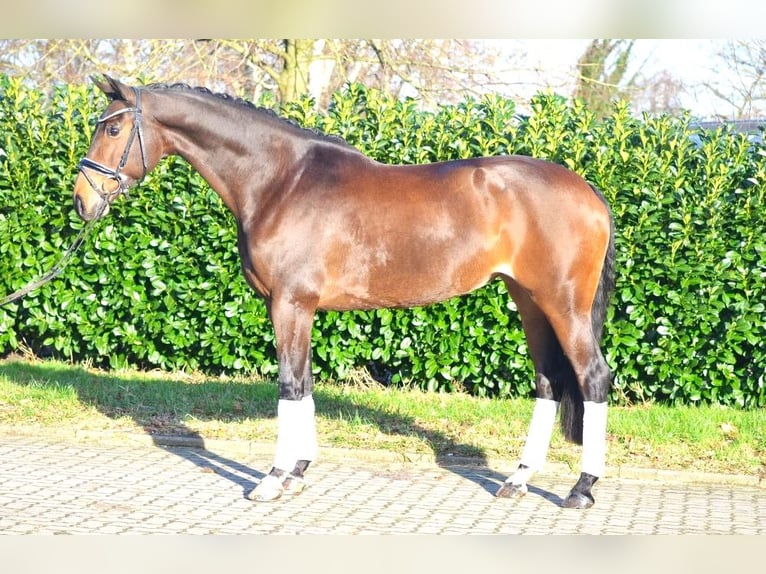 Hanoverian Mare 8 years 16,1 hh Brown in Selsingen