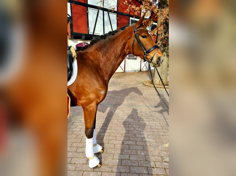Hanoverian Mare 8 years 16.1 hh Brown in Frankfurt am Main