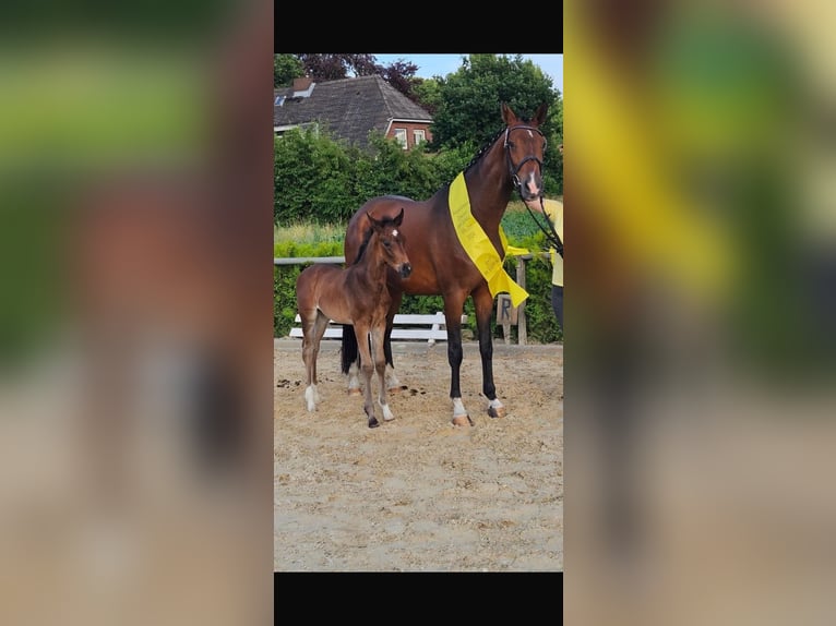 Hanoverian Mare 8 years 16.1 hh Brown in Dahlenburg