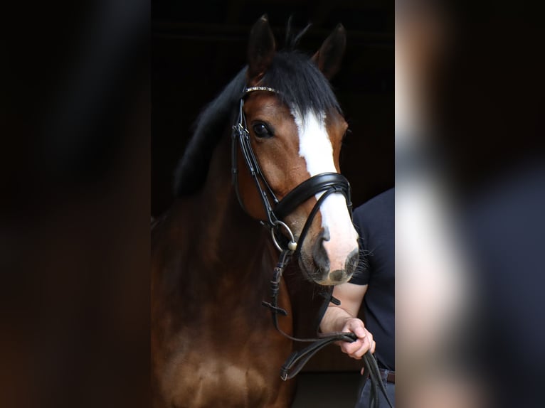 Hanoverian Mare 8 years 16,1 hh Brown in Pliezhausen