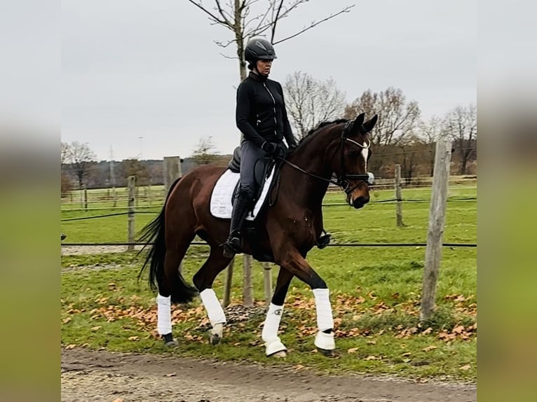 Hanoverian Mare 8 years 16.1 hh Brown in Tiddische
