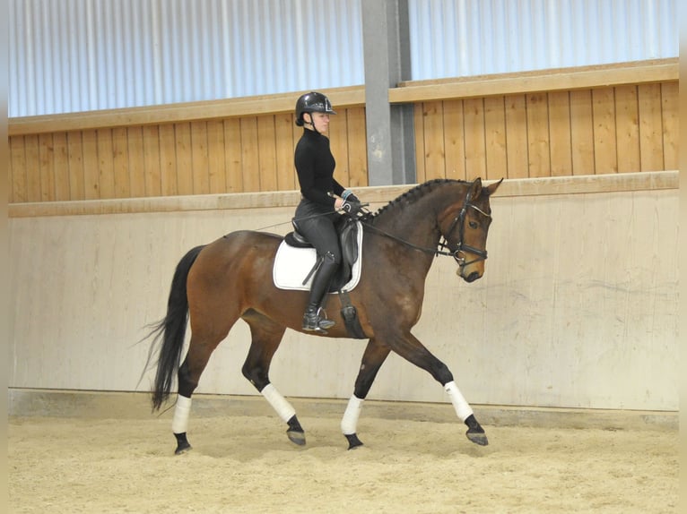 Hanoverian Mare 8 years 16,1 hh Brown in Wellheim