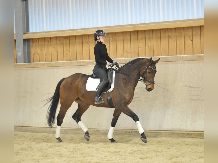 Hanoverian Mare 8 years 16,1 hh Brown in Wellheim