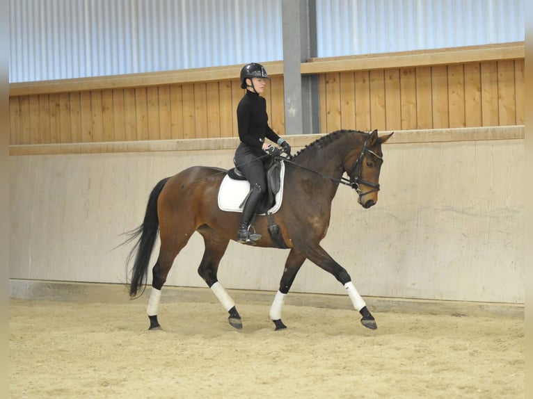 Hanoverian Mare 8 years 16,1 hh Brown in Wellheim