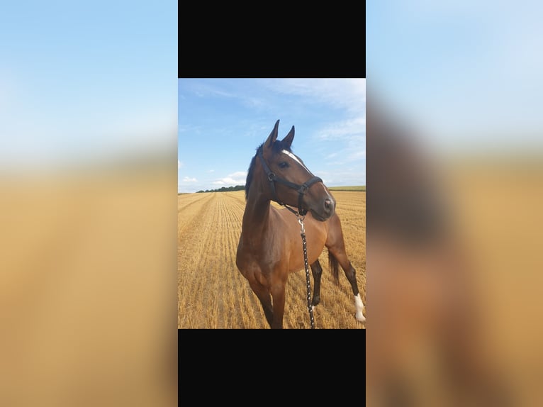 Hanoverian Mare 8 years 16.1 hh Brown in Taufkirchen (Vils)
