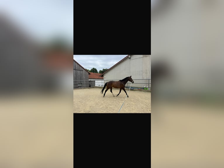 Hanoverian Mare 8 years 16.1 hh Brown in Taufkirchen (Vils)
