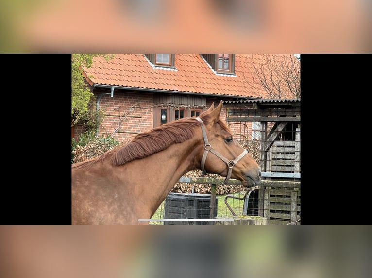 Hanoverian Mare 8 years 16,1 hh Chestnut in Langwedel